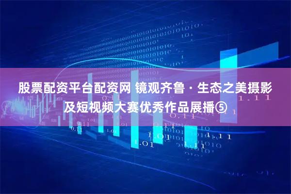 股票配资平台配资网 镜观齐鲁 · 生态之美摄影及短视频大赛优秀作品展播⑤